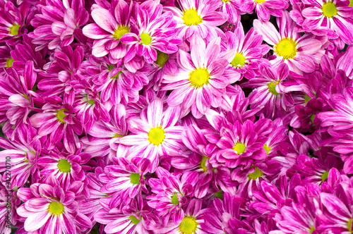 Pink chrysanthemums daisy flower