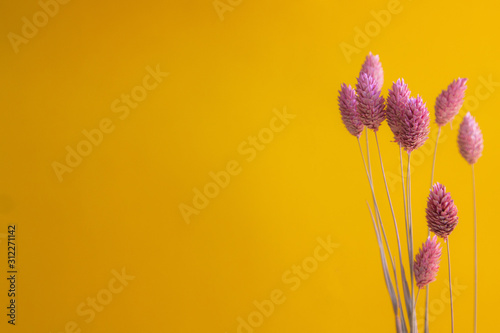 Dry Phalaris pink color on a yellow background photo