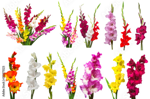 Photographie Collection gladiolus flowers isolated on white background