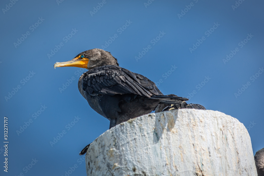 Fototapeta premium phalacrocoraxblack bird lying down