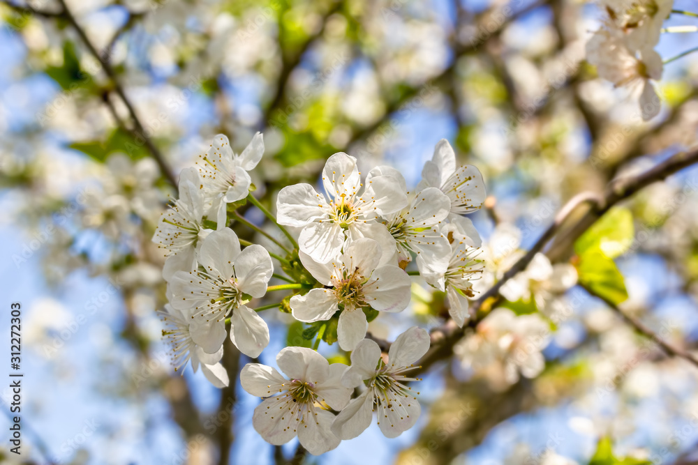 Flowering branch of cherry on a blurred background of garden