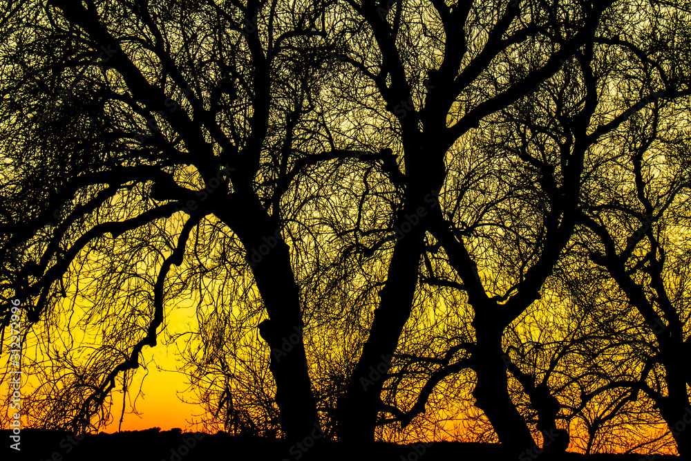 Trees Trees