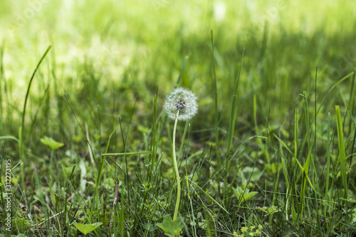 Dandelion flower in the green grass in summer in sunny weather