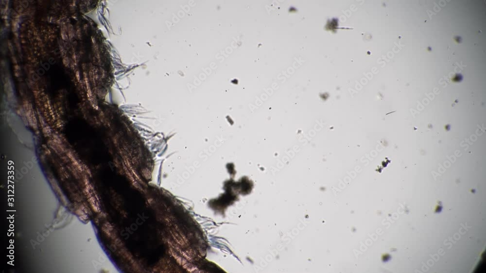Translucent Bug Larvae Transparent body Larva mosquito Chironomidae close-up in microscope ...