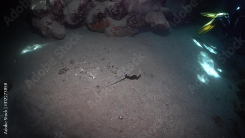 Stingray swimming in an underwater cave 3