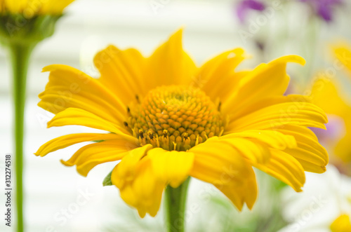 Yellow flower on the blurred background. Chamomile close-up. Single yellow daisy. Blooming flower. Selective focus