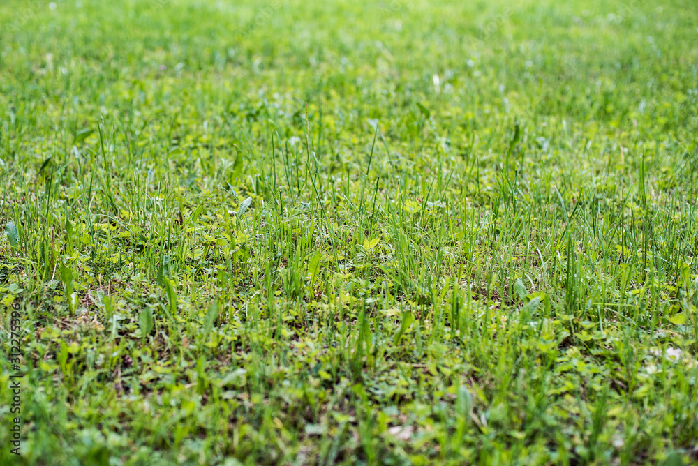 Green grass in the park as a lawn Green grass in the park as a lawn