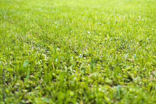 Green grass in the park as a lawn
