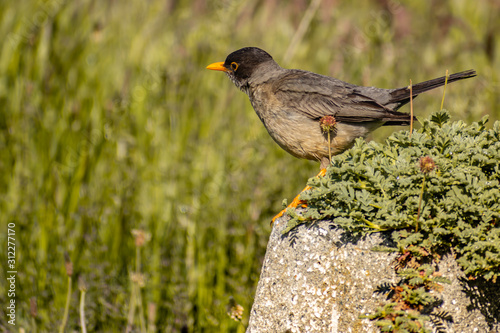 zorzal patagonico parado sobre roca (Turdus falcklandii) photo