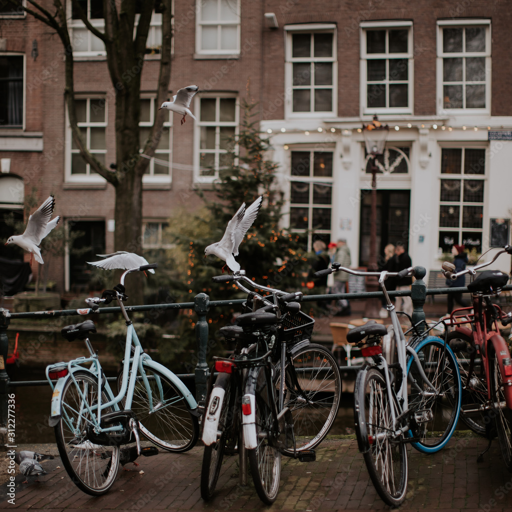 Vélos & oiseaux à Amsterdam