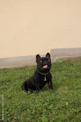 Fototapeta Naklejka Na Ścianę i Meble -  French bulldog