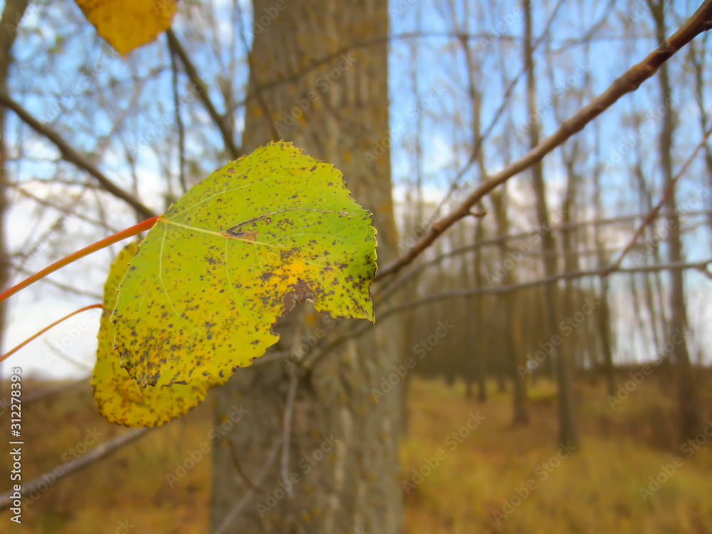 Obraz premium autumn leaves on tree