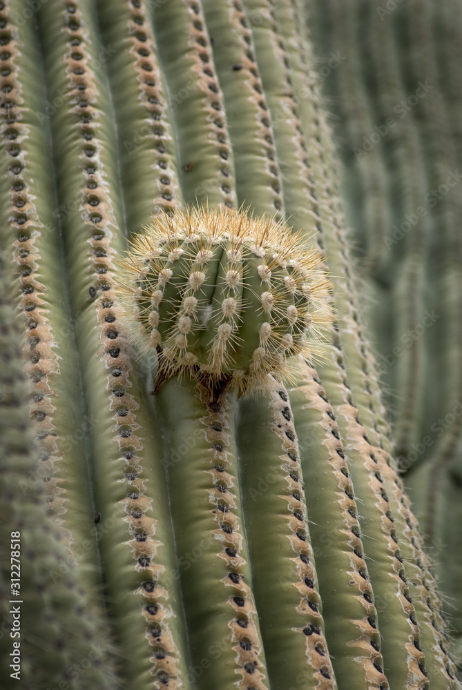Saguaro Bud Saguaro Bud