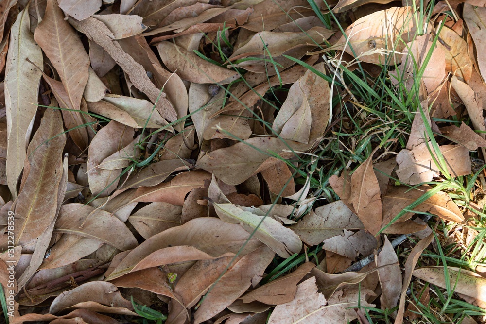Dry leaves of the trees with a green twig. Dry leaves of the trees with a green twig.
