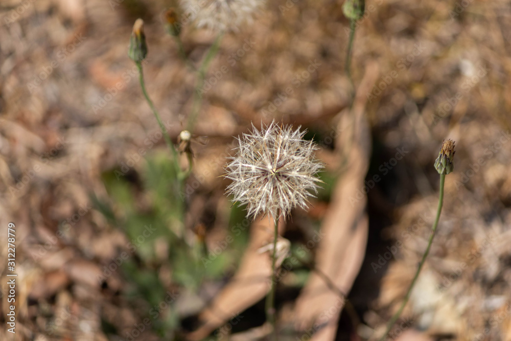 Dandelion flower in the park with very blurred background but with it in focused. Dandelion flower in the park with very blurred background but with it in focused.
