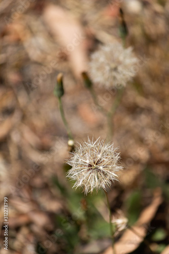 Dandelion flower in the park with very blurred background but with it in focused.