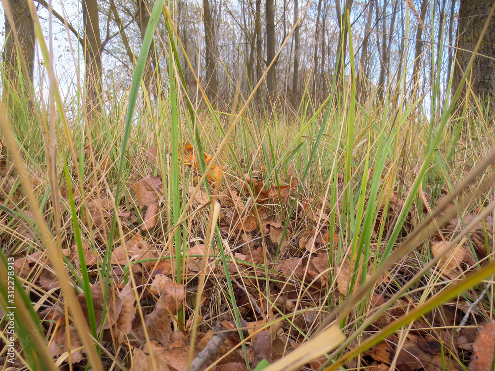 Fototapeta premium grass in the forest