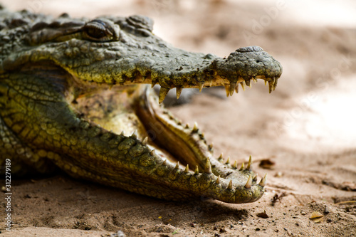Gambia crocodile reserve
