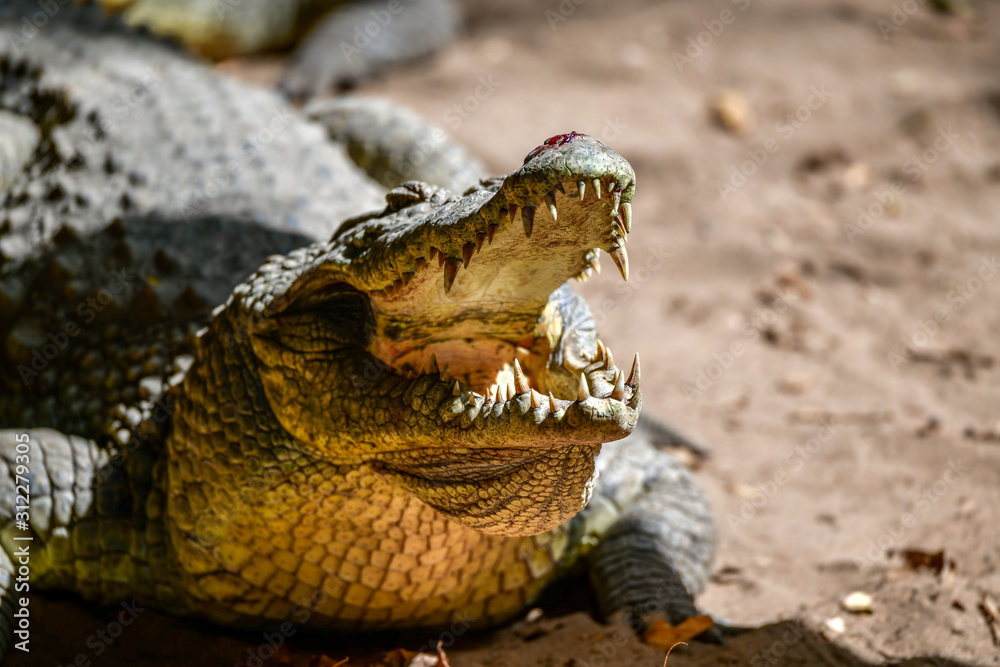 Fototapeta premium Gambia crocodile reserve