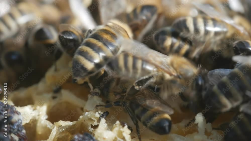 Bees produce wax and build honeycombs from it Bees produce wax and build honeycombs from it