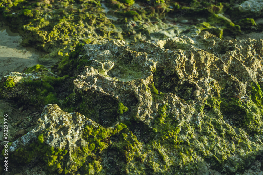 green reef rocks zoom