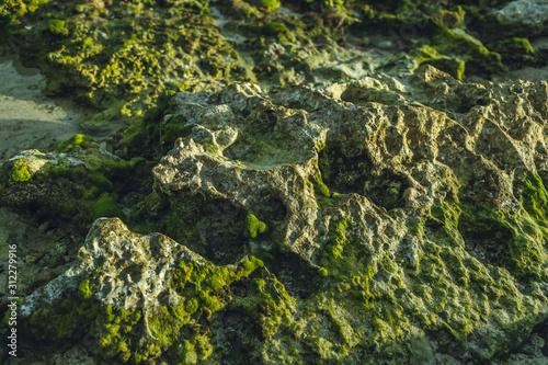 green reef rocks zoom