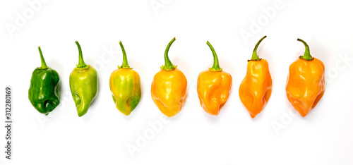 set of habanero chili peppers isolated on white background