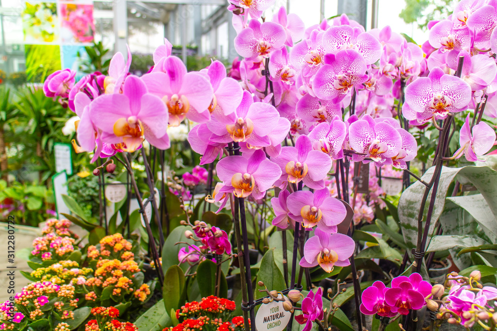 Obraz premium Baumarkt Blumen Frühling, Linien