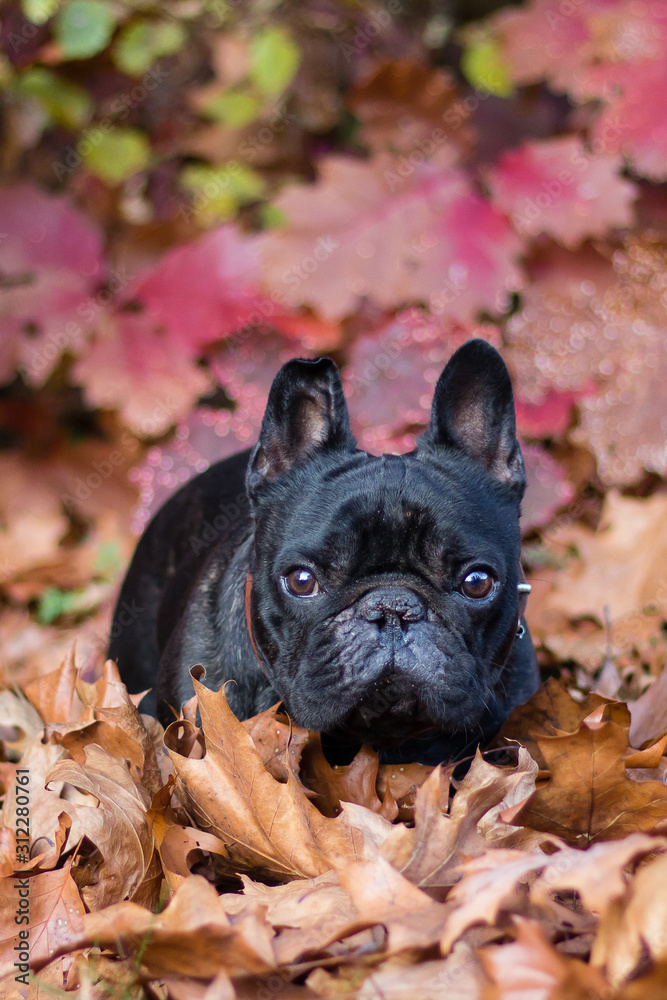 French bulldog