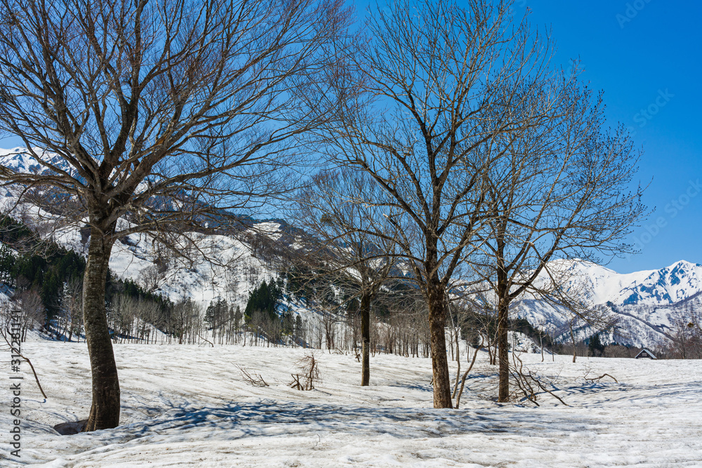Fototapeta premium 早春の銀山平
