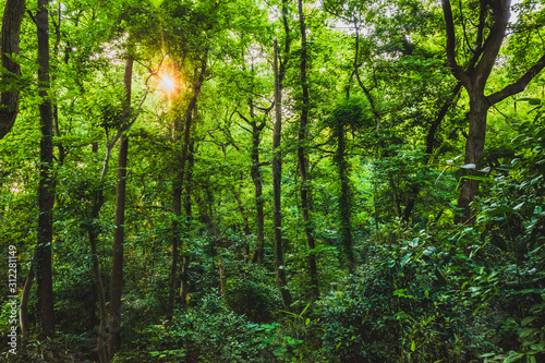 Woods in park near West Lake  in Hangzhou  China