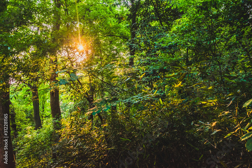 Woods in park near West Lake  in Hangzhou  China