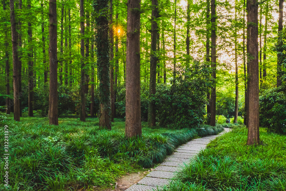 Obraz premium Path in woods in park by West Lake, Hangzhou, China