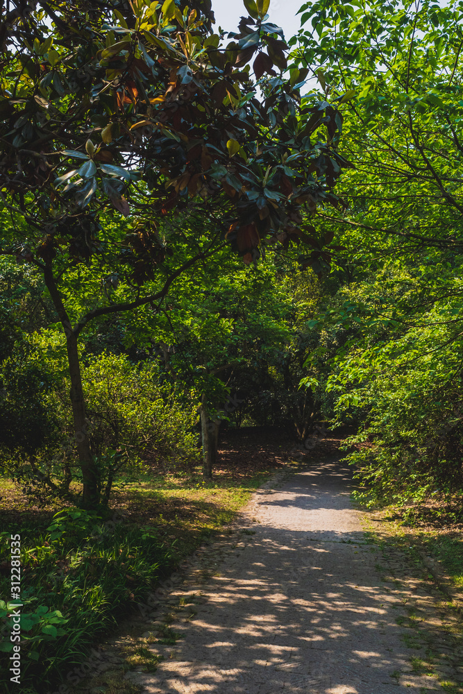 Fototapeta premium Path among woods in park near West Lake, Hangzhou, China