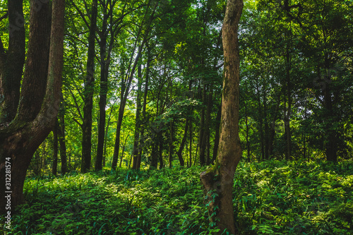 Woods in park near West Lake, Hangzhou, China