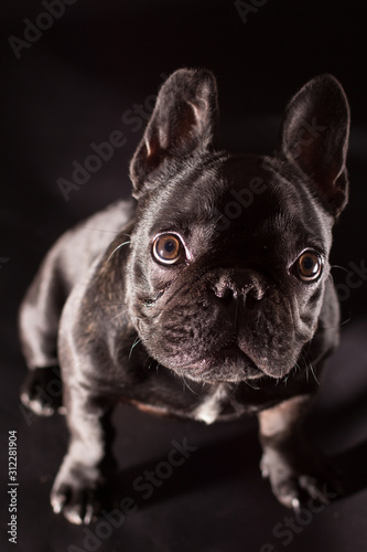 French bulldog © dor