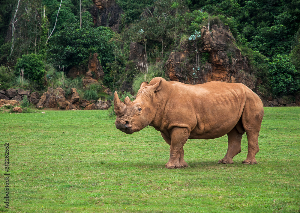 Obraz premium Rhinoceros on forest background