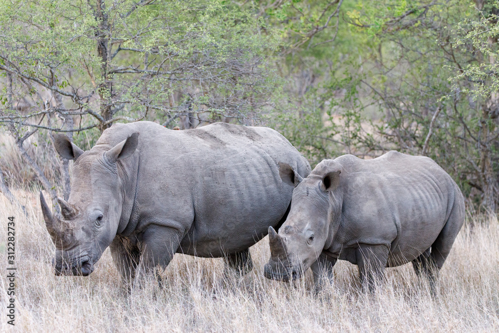 White Rhino with Calf White Rhino with Calf