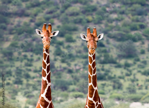 Canvas Print Two Giraffes