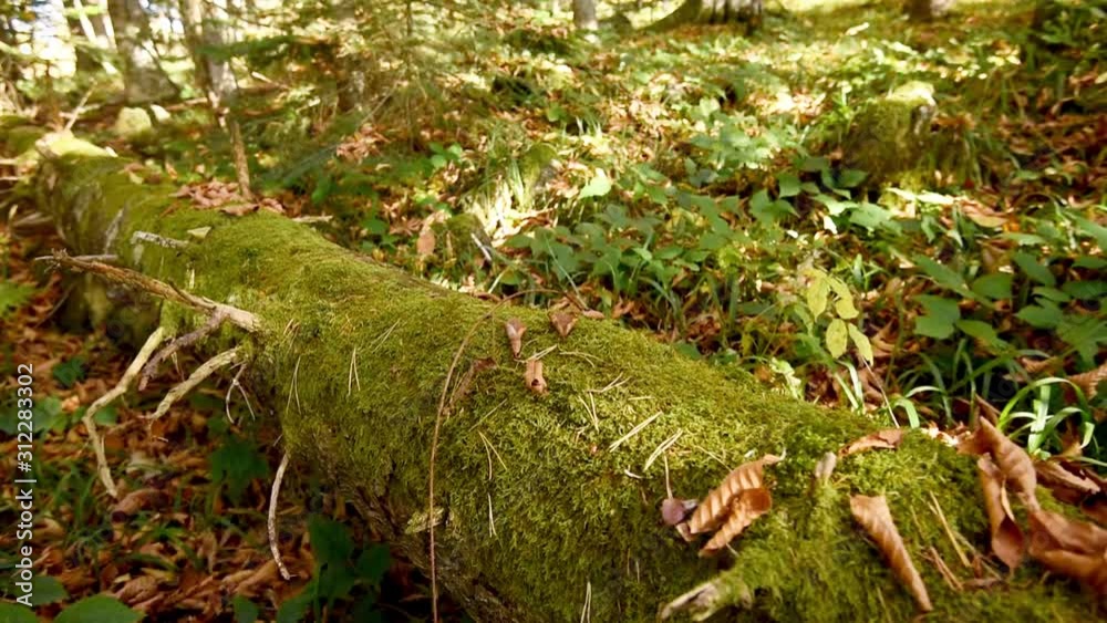 Scenic view of green forest and log with moss Scenic view of green forest and log with moss