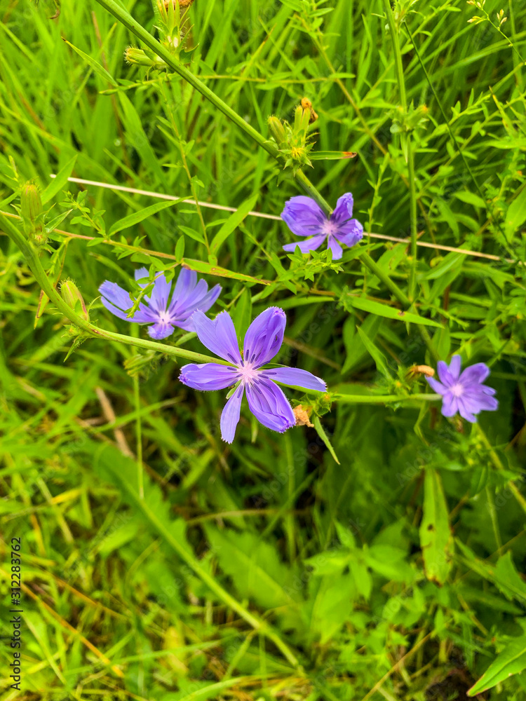 purple flowers and green grass purple flowers and green grass
