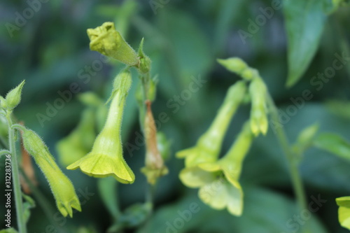 Lime green "Langsdorff's Tobacco" flowers in St. Gallen, Switzerland. Its Latin name is Nicotiana Langsdorffii, native to Brazil and Chile.
