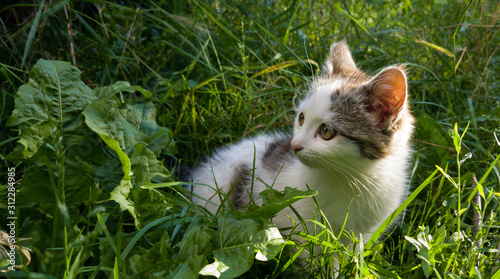 cat on grass