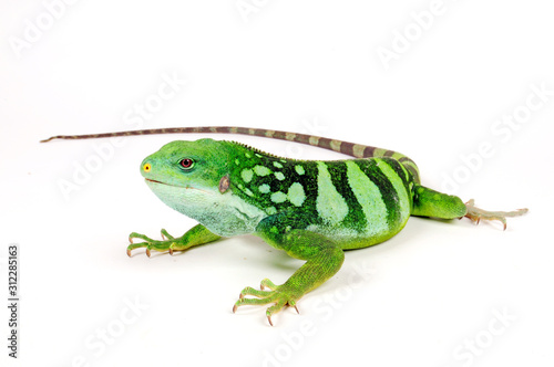 Lau banded iguana (Brachylophus fasciatus) - Fidschileguan / Kurzkammleguan photo