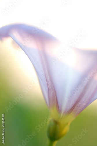 Licht Blüte