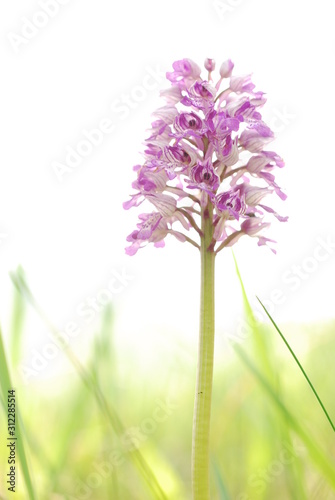 Licht Blüte