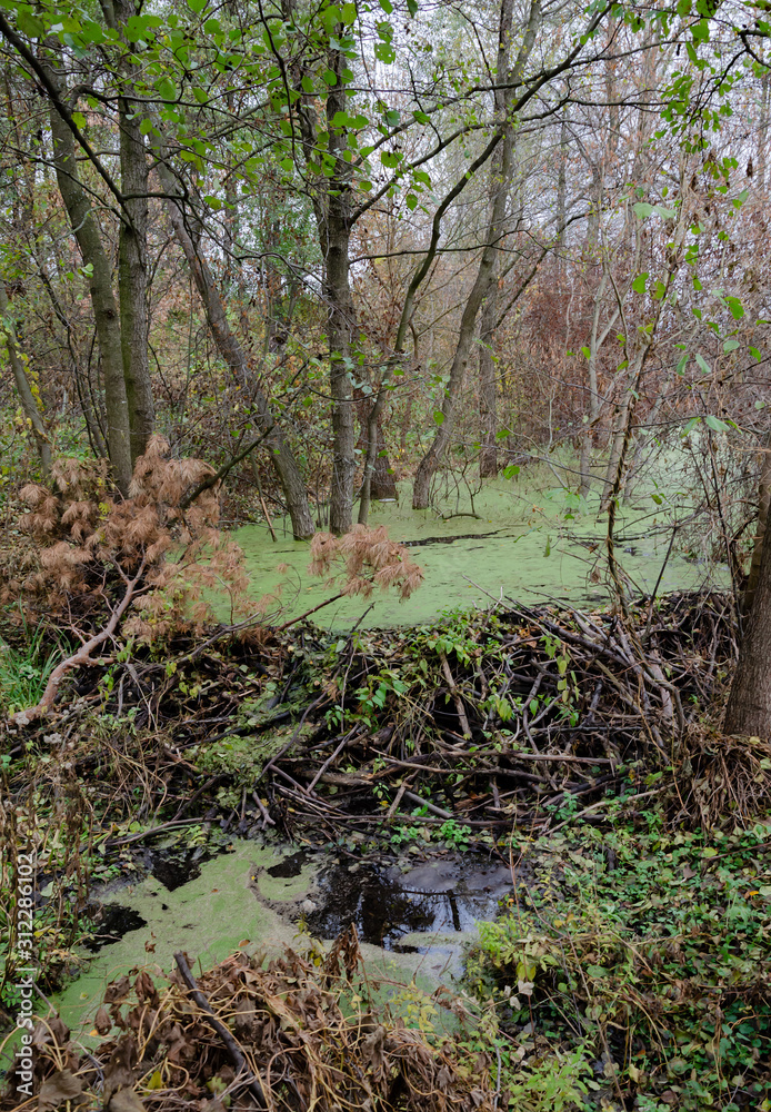 the dam blocked the river, the beavers built the dam blocked the river, the beavers built