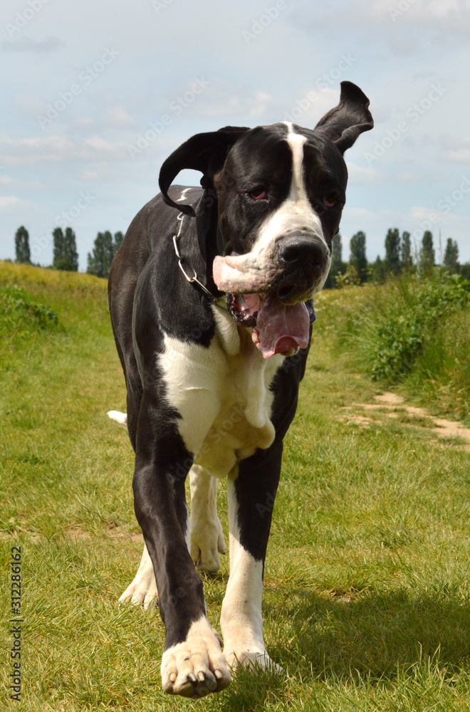 A Great Dane dog breed, which runs in the middle of the fields in the countryside