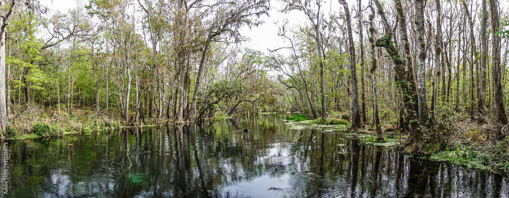 Picture of pretty Suwannee River and Twin Rvers State Forest in Florida in spring during daytime Picture of pretty Suwannee River and Twin Rvers State Forest in Florida in spring during daytime