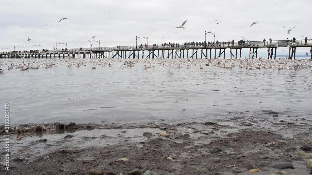 Seagulls diving into the water to catch fish. White Rock BC Canada November 28th 2019 Seagulls diving into the water to catch fish. White Rock BC Canada November 28th 2019